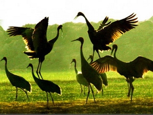 មណ្ឌលទេសចរណ៍បរិស្ថាន  Ba Vi។